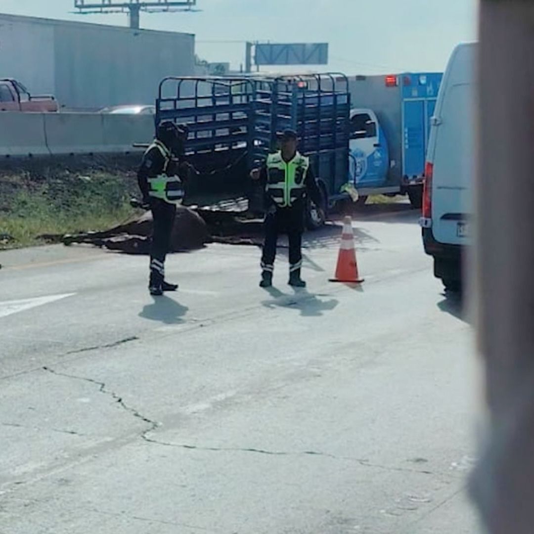 Atropellan y Matan a Tres Caballos en El Colorado